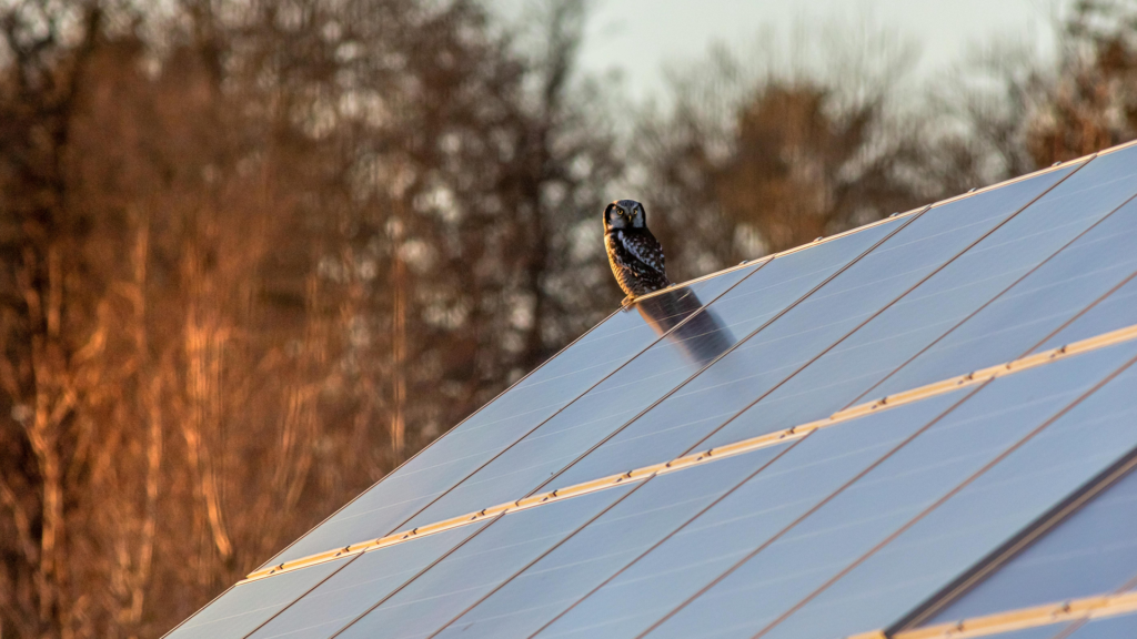 En uggla som sitter på ett tak med solceller, med skog i bakgrunden