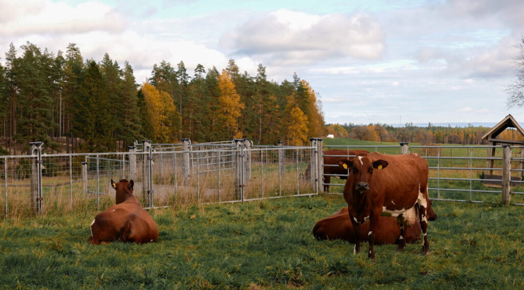 Kossor på ett lantbruk där Wettersol installerat batteri